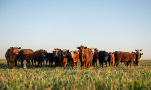 Group of young steers in the meadow on a clear sky afternoon